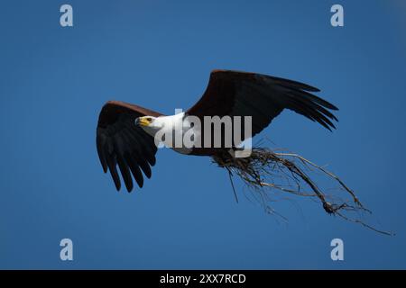 Aigle de poisson africain volant transportant du matériel de nidification Banque D'Images