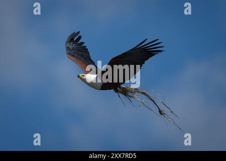 Aigle de poisson africain volant avec du matériel de nidification Banque D'Images