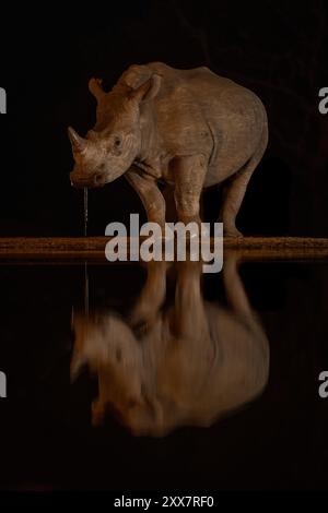 Bébé rhinocéros blanc se tient dribbles par le trou d'eau Banque D'Images