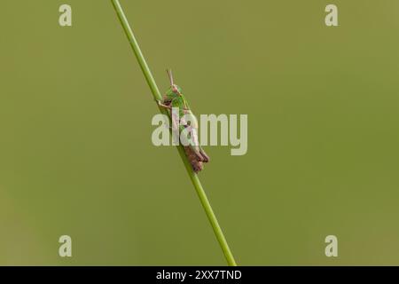 Grasshopper vert commun grimpant un brin d'herbe. Comté de Durham, Angleterre, Royaume-Uni. Banque D'Images