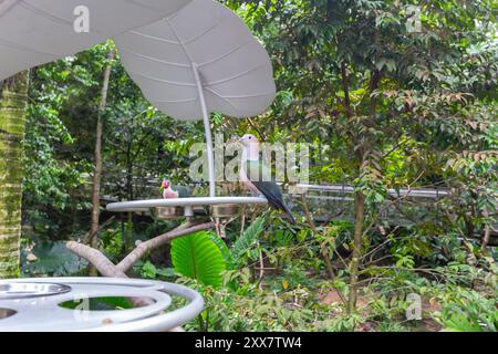 Pigeon impérial à la châtaigne et colombe à fruits Jambu à un point de source de nourriture. Bird Paradise, Singapour. Banque D'Images