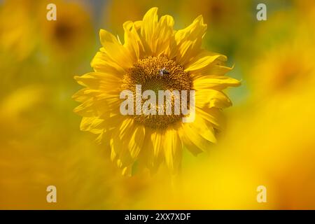 Bienen auf einer Sonnenblume Die sonne scheint vom Himmel auf eine Sonnenblume herab, auf der einige Bienen den Nektar der Blüte einsammeln. Frankfurt am main Hessen Deutschland *** abeilles sur un tournesol le soleil brille du ciel sur un tournesol où quelques abeilles ramassent le nectar de la fleur Francfort am main Hesse Allemagne 2024-08-23 natur sommer sonnenblume bienen 05 Banque D'Images