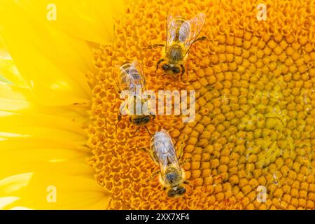 Bienen auf einer Sonnenblume Die sonne scheint vom Himmel auf eine Sonnenblume herab, auf der einige Bienen den Nektar der Blüte einsammeln. Frankfurt am main Hessen Deutschland *** abeilles sur un tournesol le soleil brille du ciel sur un tournesol où quelques abeilles ramassent le nectar de la fleur Francfort am main Hesse Allemagne 2024-08-23 natur sommer sonnenblume bienen 09 Banque D'Images