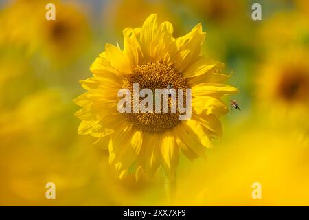 Bienen auf einer Sonnenblume Die sonne scheint vom Himmel auf eine Sonnenblume herab, auf der einige Bienen den Nektar der Blüte einsammeln. Frankfurt am main Hessen Deutschland *** abeilles sur un tournesol le soleil brille du ciel sur un tournesol où quelques abeilles ramassent le nectar de la fleur Francfort am main Hesse Allemagne 2024-08-23 natur sommer sonnenblume bienen 06 Banque D'Images