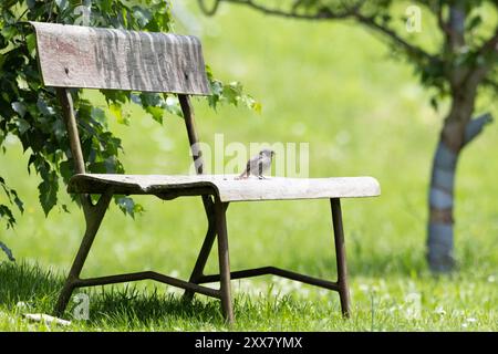 Petit oiseau chanteur sur un banc dans le jardin, jardin redtail, phoenicurus phoenicurus Banque D'Images