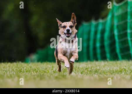 Race mixte Mutt Dog Running Lure course Dog Sport Banque D'Images