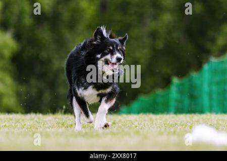 Husky Malamute race mixte chien Mutt course Lure course chien Sport Banque D'Images