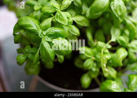 Feuilles de basilic frais poussant dans un pot pendant la journée Banque D'Images