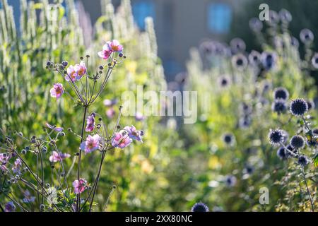 Anemone Hupehensis et Blue Globe-Thistle poussant dans un parterre de fleurs dans un parc de la ville Hörsalsparken à Norrköping en août en Suède. Banque D'Images