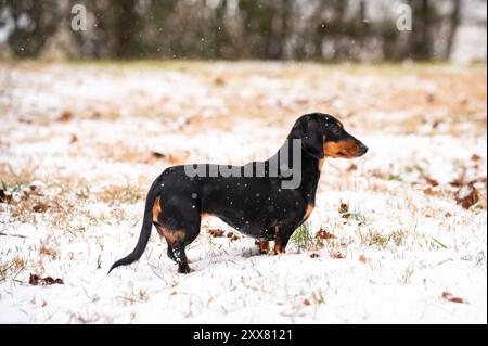 Teckel miniature Pet Dog dans Snowy Winter Backyard Banque D'Images