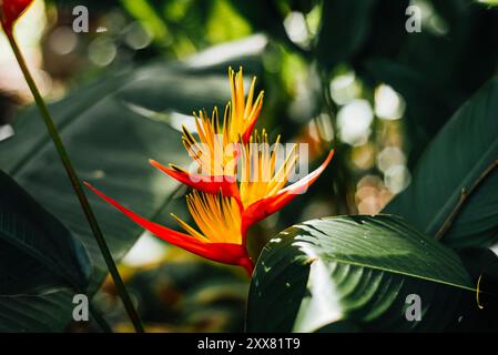 Gros plan de Heliconia psittacorum Fleur dans un cadre tropical Banque D'Images