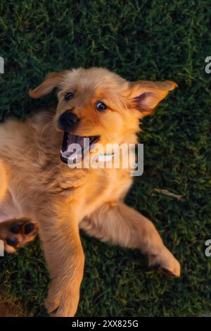 Chiot Golden Retriever roulant dans l'herbe Banque D'Images