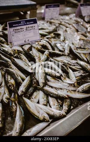 Carapaus dans un marché aux poissons à Olhão. Banque D'Images