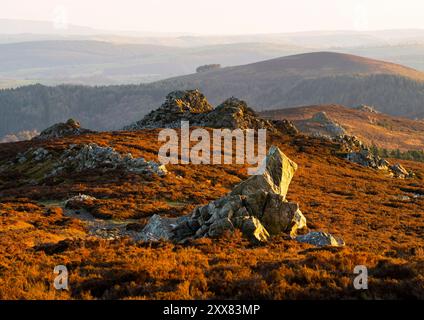 Lumière du soir sur la réserve naturelle nationale de Stiperstones, Shropshire. Banque D'Images