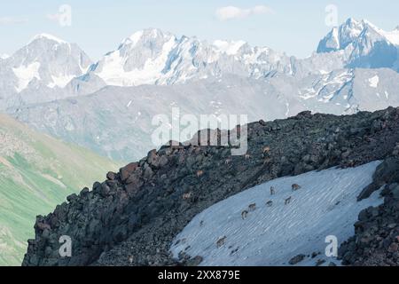 haut paysage montagneux avec un troupeau de turs caucasiens au premier plan Banque D'Images