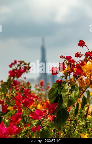 Scientifiquement connus sous le nom de Bougainvillea, ils sont des arbustes grimpants très populaires au Vietnam en raison de leur résistance à la chaleur et de leur longue floraison. À Ho Chi min Banque D'Images