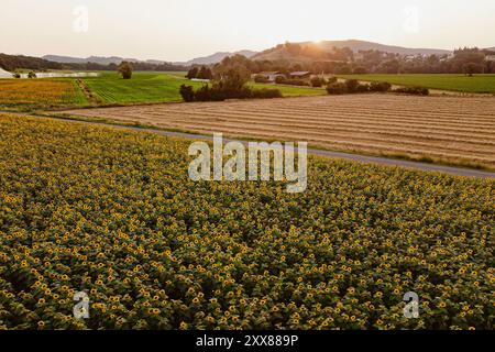 Vue aérienne des champs de tournesols en fleurs pendant le coucher du soleil dans la campagne française. Beau paysage pittoresque à l'heure dorée avec drone. Concept de agricu Banque D'Images