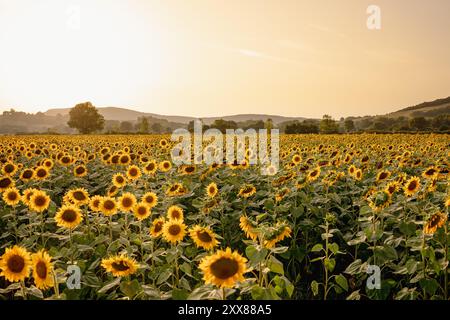 Vue aérienne des champs de tournesols en fleurs pendant le coucher du soleil dans la campagne française. Beau paysage pittoresque à l'heure dorée avec drone. Concept de agricu Banque D'Images