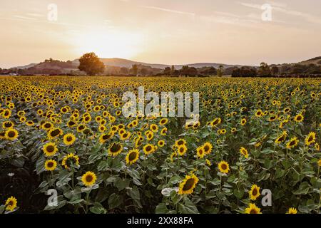 Vue aérienne des champs de tournesols en fleurs pendant le coucher du soleil dans la campagne française. Beau paysage pittoresque à l'heure dorée avec drone. Concept de agricu Banque D'Images