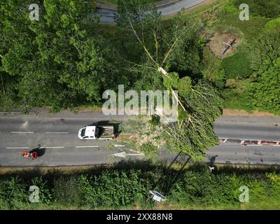 Hereford, Herefordshire, Royaume-Uni – vendredi 23 août 2024 – Météo britannique – vue aérienne d’un drone – la nuit, de forts vents de la tempête Lilian ont abattu un arbre sur la route A465 le long d’Aylestone Hill, dans la ville de Hereford – L’arbre est tombé sur plusieurs lignes électriques coupant l’alimentation des maisons et des entreprises voisines – photo Steven May / Alamy Live News Banque D'Images