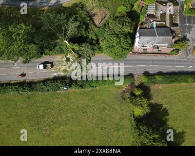 Hereford, Herefordshire, Royaume-Uni – vendredi 23 août 2024 – Météo britannique – vue aérienne d’un drone – la nuit, de forts vents de la tempête Lilian ont abattu un arbre sur la route A465 le long d’Aylestone Hill, dans la ville de Hereford – L’arbre est tombé sur plusieurs lignes électriques coupant l’alimentation des maisons et des entreprises voisines – photo Steven May / Alamy Live News Banque D'Images