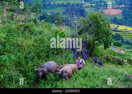 Vietnam, bac Ha, jeune femme du groupe ethnique Hmong avec ses buffles Banque D'Images