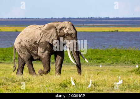 Kenya, parc national d'Amboseli, éléphant d'afrique (Loxodonta africana), mâles en mouvement et aigrettes de bétail (Bubulcus ibis) Banque D'Images