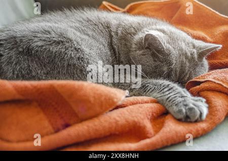 Chat écossais gris moelleux dormant sur une serviette marron avec sa patte étendue. Scène cosy. Ambiance relaxante Banque D'Images