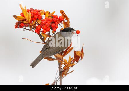 Espagne, Communauté de Castille-et-Léon, Province de Léon, Riano, casquette noire eurasienne (Sylvia atricapilla), mâle adulte sur une branche de rowan, mangeant le fruit Banque D'Images