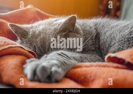 Chat gris mignon dormant sur une serviette brune avec patte tendue et museau caché. Mise au point sélective Banque D'Images