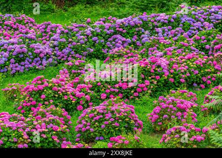 France, Côtes d'Armor, environs de Paimpol, culture d'hortensia Banque D'Images