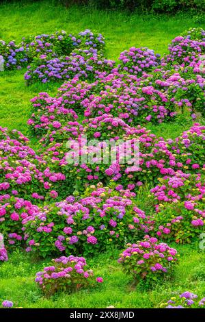 France, Côtes d'Armor, environs de Paimpol, culture d'hortensia Banque D'Images