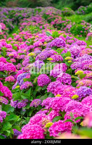 France, Côtes d'Armor, environs de Paimpol, culture d'hortensia Banque D'Images
