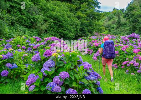 France, côtes d'Armor, environs de Paimpol, randonnée sur le sentier de randonnée GR 34 ou chemin des douaniers Banque D'Images