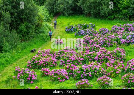 France, Côtes d'Armor, environs de Paimpol, culture d'hortensia Banque D'Images