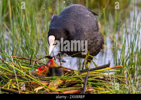 France, somme, Baie de somme, le Crotoy, Marais du Crotoy, Coot (Fulica atra - Coot eurasien) et ses jeunes sur le nid Banque D'Images