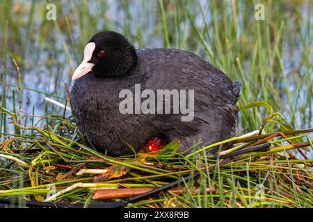 France, somme, Baie de somme, le Crotoy, Marais du Crotoy, Coot (Fulica atra - Coot eurasien) et ses jeunes sur le nid Banque D'Images