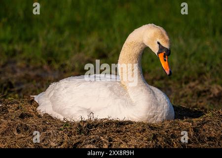 France, somme, Baie de somme, le Crotoy, Marais du Crotoy, Cygne muet (Cygnus olor, Cygne muet) sur son nid en incubant ses œufs Banque D'Images