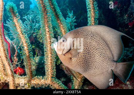Honduras, Utila, poisson-ange gris (Pomacanthus arcuatus) Banque D'Images