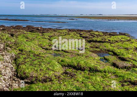 France, Chrarente-maritime (17), ile d'Oléron, Banque D'Images