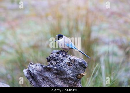 Espagne, Andalousie, Sierra Morena, Sierra de Andújar, Parc naturel de la Sierra de Andújar, magpie ibérique (Cyanopica Cooki) Banque D'Images