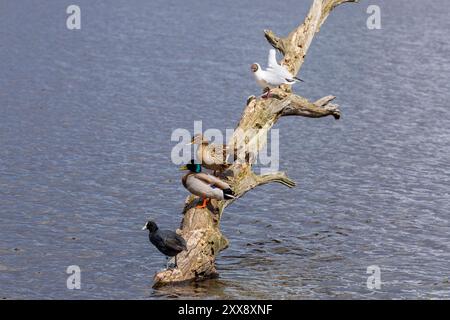 France, Indre, Saint Michel en Brenne, Parc naturel régional de la Brenne, observatoire ornithologique de l'étang sous, coot eurasien (Fulica atra), canard colvert mâle et femelle (Anas platyrhynchos), goélands à tête noire (Larus ridibundus) en livrée d'élevage Banque D'Images