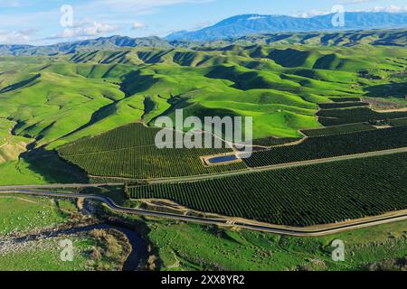 États-Unis, Californie, comté de Kern, plantation d'arbres fruitiers de Bakersfield (vue aérienne) Banque D'Images