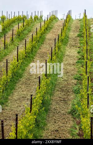 France, Corse du Sud, domaine de Murtoli, vigne Banque D'Images