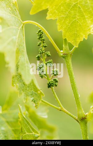 France, Corse du Sud, domaine de Murtoli, vigne Banque D'Images