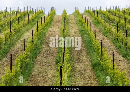 France, Corse du Sud, domaine de Murtoli, vigne Banque D'Images