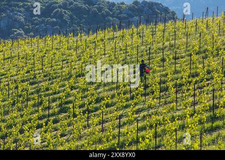 France, Corse du Sud, domaine de Murtoli, vigne Banque D'Images