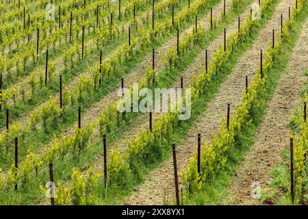 France, Corse du Sud, domaine de Murtoli, vigne Banque D'Images