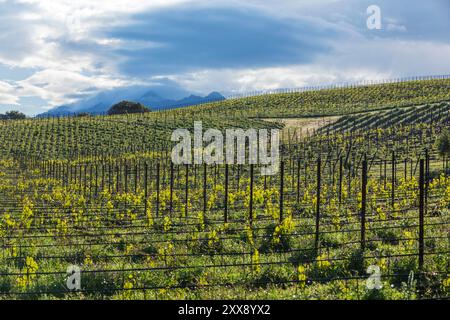 France, Corse du Sud, domaine de Murtoli, vigne Banque D'Images