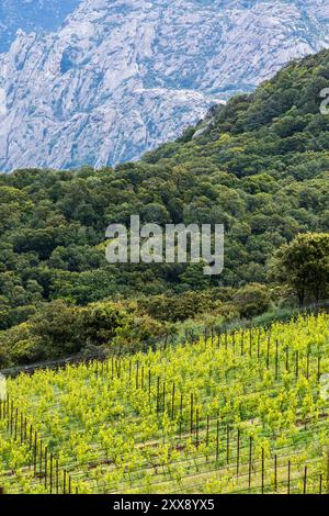 France, Corse du Sud, domaine de Murtoli, vigne Banque D'Images